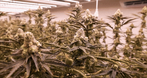 Bloom Andrew GIF by Exclusive Brands