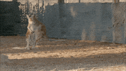 kangaroo dundee australia GIF by Nat Geo Wild 