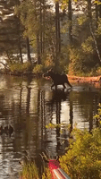 'I Could Barely Breathe': Woman Films Young Moose