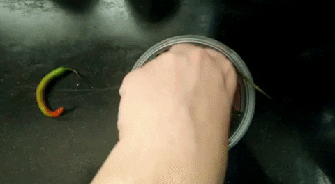 tanvipatelf02b giphygifmaker GIF