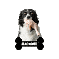 blackbonevalencia perro barf comida perro dieta barf Sticker