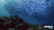 Ocean Australia GIF by PBS