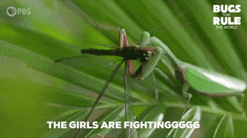 Praying Mantis Fighting GIF by PBS