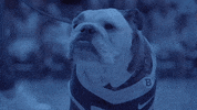 Hungry Butler Basketball GIF by Butler University