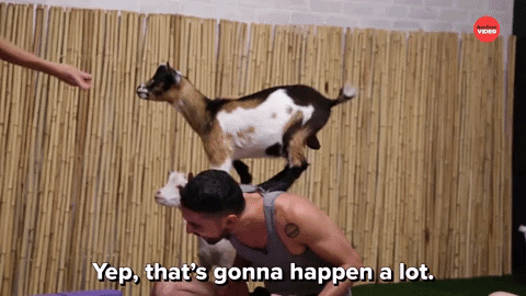 Yoga Goats GIF by BuzzFeed