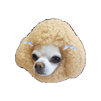 Dog Chihuahua Sticker