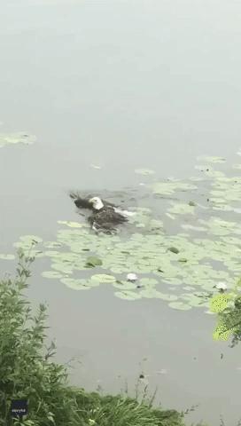 Bald Eagle Takes a Dip in Suburban Minneapolis Lake