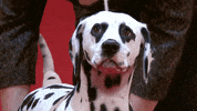 On My Way Running GIF by American Kennel Club
