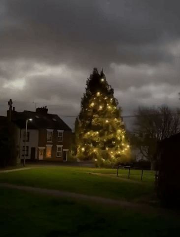 Christmas Tree Sways in Strong Storm Pia Winds