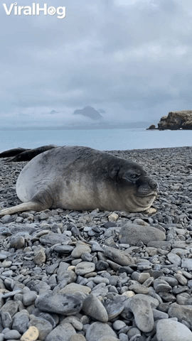 Seal Sneezes Sound Like Farts