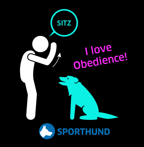 Dog Hund GIF by Sporthund