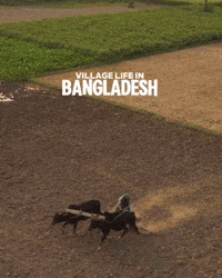Bangladesh Village GIF
