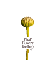 Mental Health Love Sticker by ThatFlowerFeeling