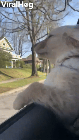 Doggy Enjoying a Windy Drive