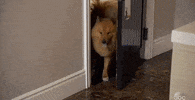rachel lindsay dog GIF by The Bachelorette