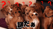 dog what GIF