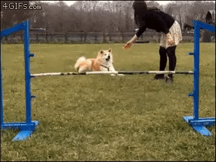 dog fail GIF