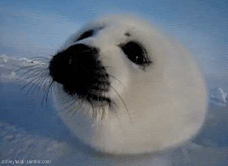 baby seals GIF