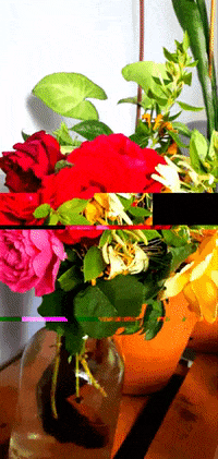 Flowers Gul GIF