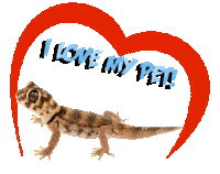 Guinea Pig Love Sticker