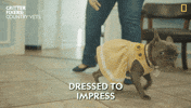 Happy Dog GIF by Nat Geo Wild