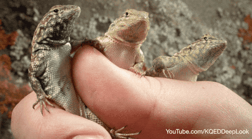 GIF by KQEDScience
