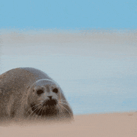 Humor Fofoca GIF by Petrobras