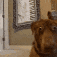 Shocked GIF