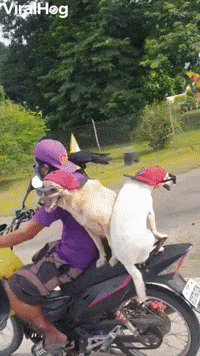 Pack of Cool Pets Ride Moped
