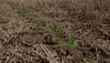 channelseed agriculture corn farmer farming GIF