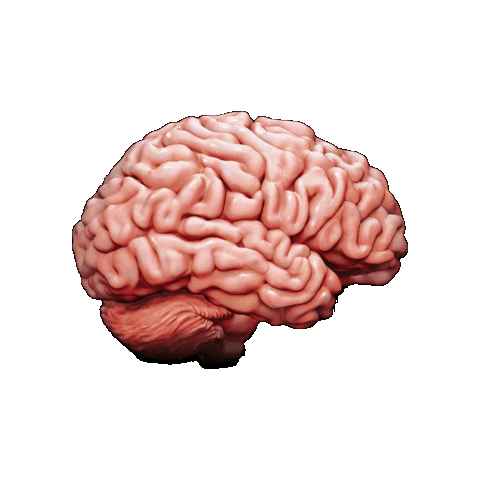 leventefarkas065e40a81a444cbb9664f0e527e869f8 giphygifmaker brain chiliad Sticker