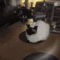 Feinfein2014 GIF