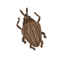 UFIFASCAIP biological control caip ufifascaip melaleuca leaf weevil Sticker