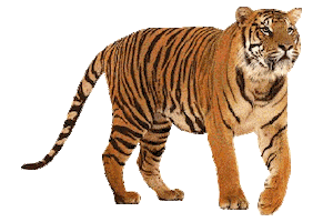 tiger STICKER
