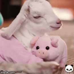 Sleepy Rest GIF
