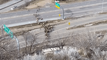 Herd of Elk Skip Over Highway