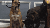 National Geographic Love GIF by Nat Geo Wild