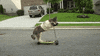 dog riding GIF