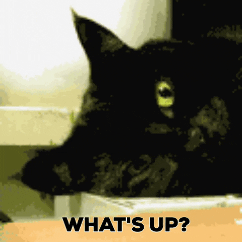 holisticdesign giphygifmaker cat tired whats up GIF