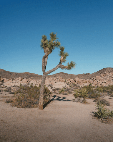 Joshua Tree 3D GIF by Tom Windeknecht