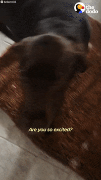 Dogs GIF by The Dodo