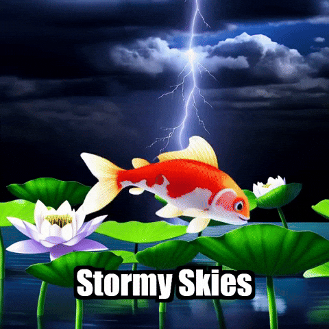 Koi Fish Summer GIF by TheConfishius