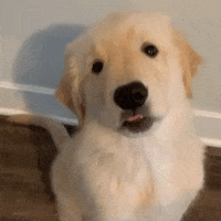 Golden Retriever Puppy GIF