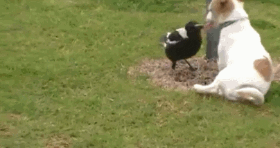 Magpie Playing GIF