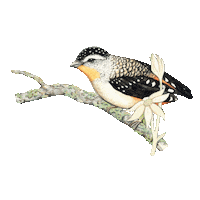 Pardalote Sticker