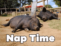 Sleepy Rise And Shine GIF by Sealed With A GIF