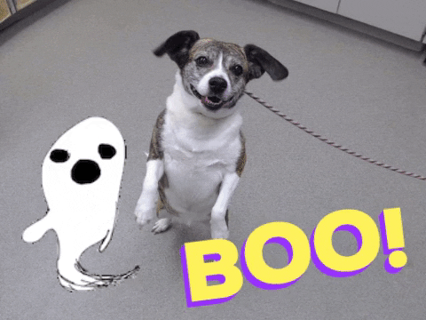 Dog Ghost GIF by Nebraska Humane Society