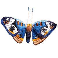 bemmimosa butterfly embroidery moth mariposa Sticker