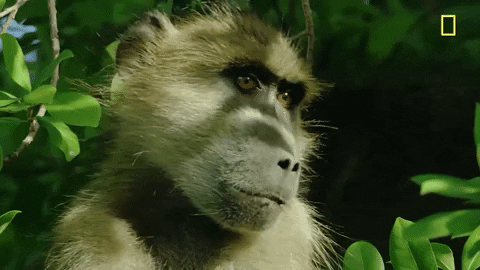 Nat Geo Savage Kingdom GIF by National Geographic Channel