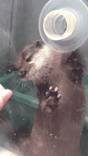 otter grabbing GIF by Cheezburger